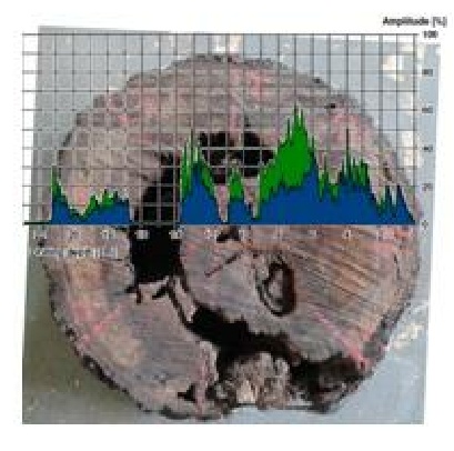 Superposición de resistograma con fotografía de un disco de madera de copaiba (Fuente Basterrechea, M.A)